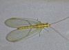 Chrysoperla sp.